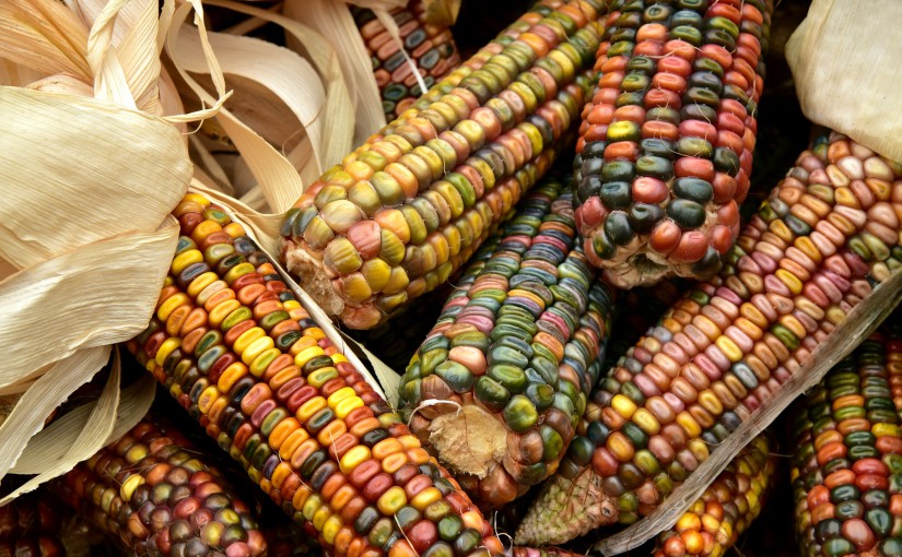 corn-3663086_1920